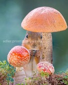 Анкета проститутки Снежана - метро Хорошевский, возраст - 34